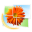 Windows Live Photo Gallery icon