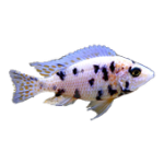 Aquarien Rechner For PC Windows