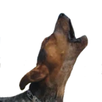 Barking Dog Sounds For PC Windows