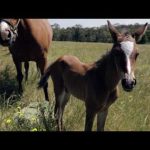 Foal App For PC Windows