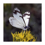 Forest Insect Pests For PC Windows
