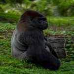 Gorilla Alarm For PC Windows