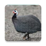 Guinea Fowl Sound Collections For PC Windows