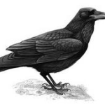 Huginn For PC Windows