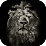 Lion King CM Locker Cool Theme For PC Windows