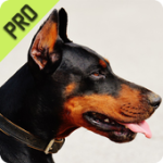 Powerful Ultrasonic Whistle for Dog For PC Windows
