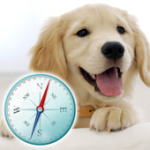 Puppy Compass For PC Windows