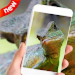 Real Water Dragon Lizard Live Wallpaper Video 4k For PC
