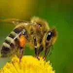Repelente de abejas y mosquito For PC Windows