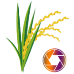 Rice Disease Snap For PC Windows