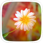 Single Flower Theme For PC Windows