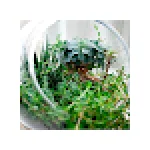 SmartPlant For PC Windows