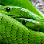 Snake Live Wallpaper For PC Windows