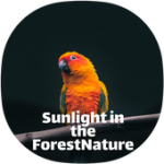 Sunlight in the forest Sound relaxing For PC Windows