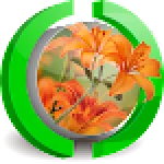Tiger Lily Live Wallpaper For PC Windows