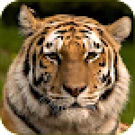 Tiger Wallpapers HD - Animal Cool Wallpapers Free For PC